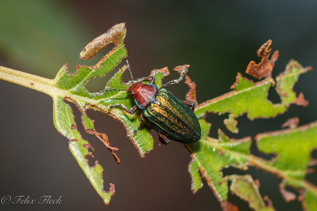Promecosoma dispar