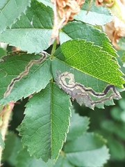 Stigmella anomalella