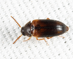 Hallomenus scapularis