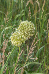 Allium obliquum