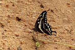 Papilio constantinus constantinus