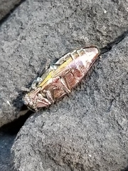 Buprestis striata