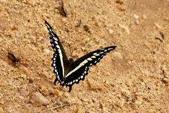 Papilio constantinus constantinus