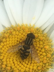 Parhelophilus integer