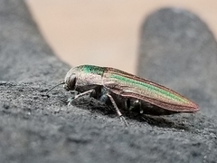 Buprestis striata