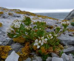 Cochlearia tridactylites
