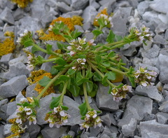 Cochlearia tridactylites
