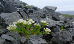 Cochlearia tridactylites