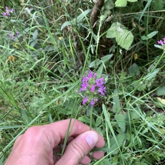 Betonica officinalis