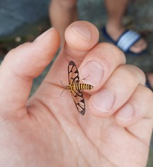 Amata grotei