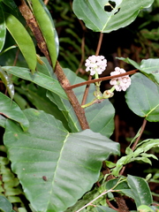 Poikilospermum