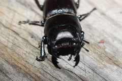 Dorcus brevis