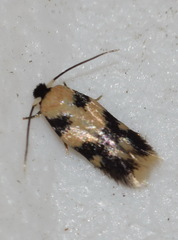 Ectoedemia decentella