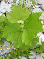 Platanus rzedowskii