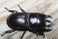 Dorcus brevis