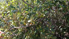 Frangula californica tomentella