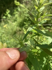 Deloyala guttata