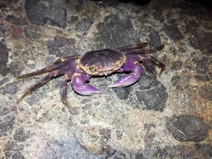 Geograpsus grayi