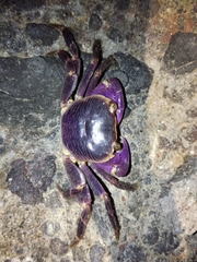 Geograpsus grayi