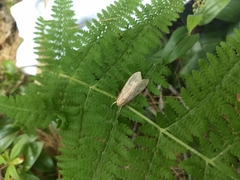 Halysidota tessellaris