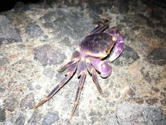 Geograpsus grayi