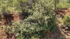 Frangula californica tomentella