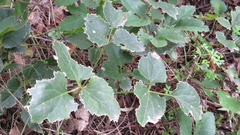 Knowltonia vesicatoria