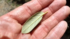 Frangula californica tomentella