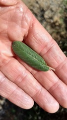 Frangula californica tomentella