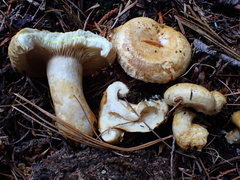 Lactarius scrobiculatus canadensis