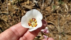 Calochortus dunnii