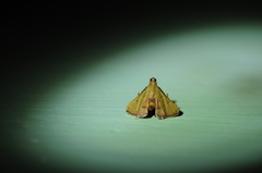 Endotricha repandalis