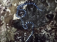 Laticauda laticaudata