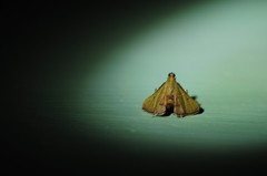 Endotricha repandalis