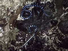 Laticauda laticaudata