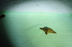 Endotricha repandalis