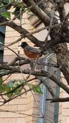 Turdus migratorius