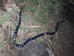 Laticauda laticaudata