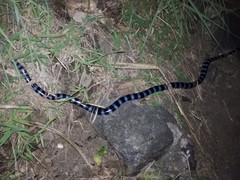 Laticauda laticaudata