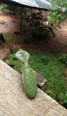 Choeradodis rhomboidea