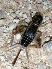 Eumodicogryllus