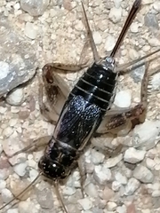 Eumodicogryllus