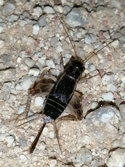 Eumodicogryllus