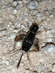 Eumodicogryllus