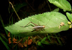 Eneoptera