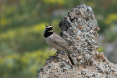 Eremophila alpestris bicornis