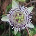 Passiflora exsudans - Photo (c) Bodo, some rights reserved (CC BY-NC)