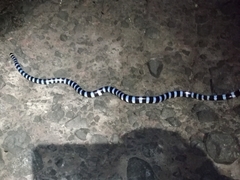 Laticauda laticaudata