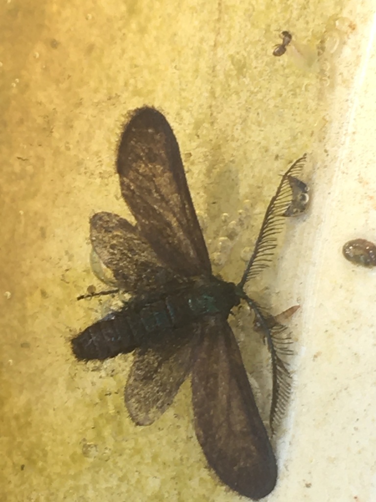 Dark-brown Vine Moth