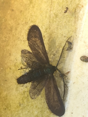 Dark-brown Vine Moth